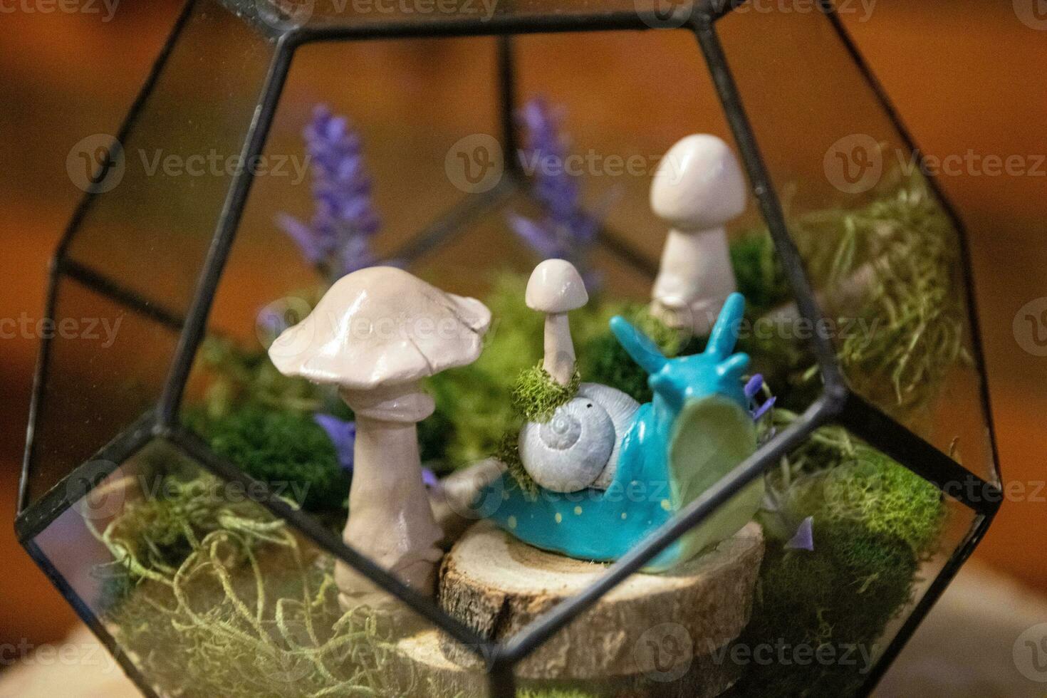 Succulent Home Set Up photo