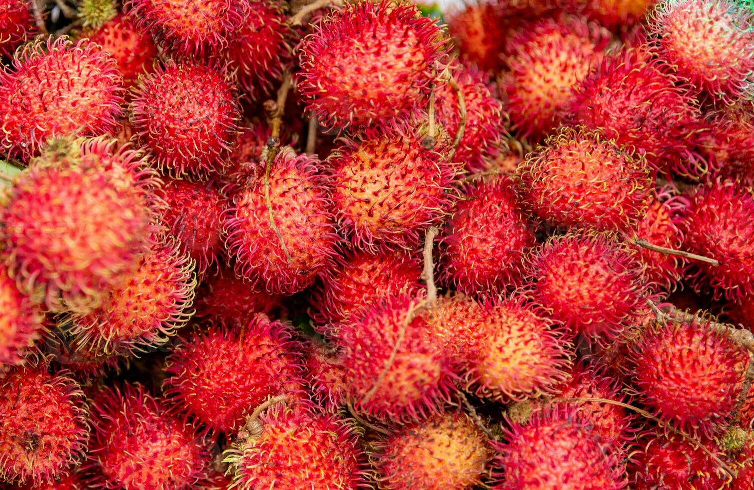 fresh ripe rambutan photo