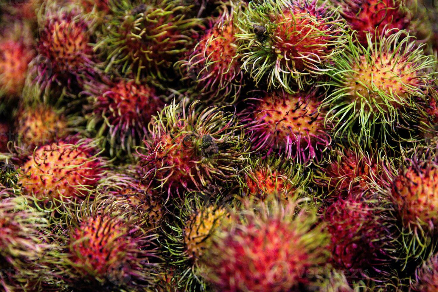 Group of Rambutan photo