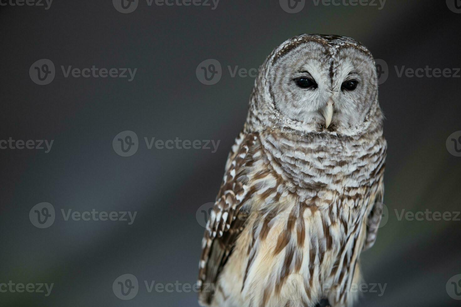 Burrowing Owl with Copy Space photo