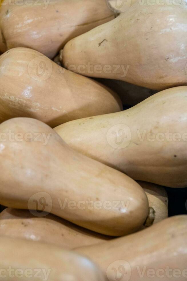 Bunch of Summer Squash photo