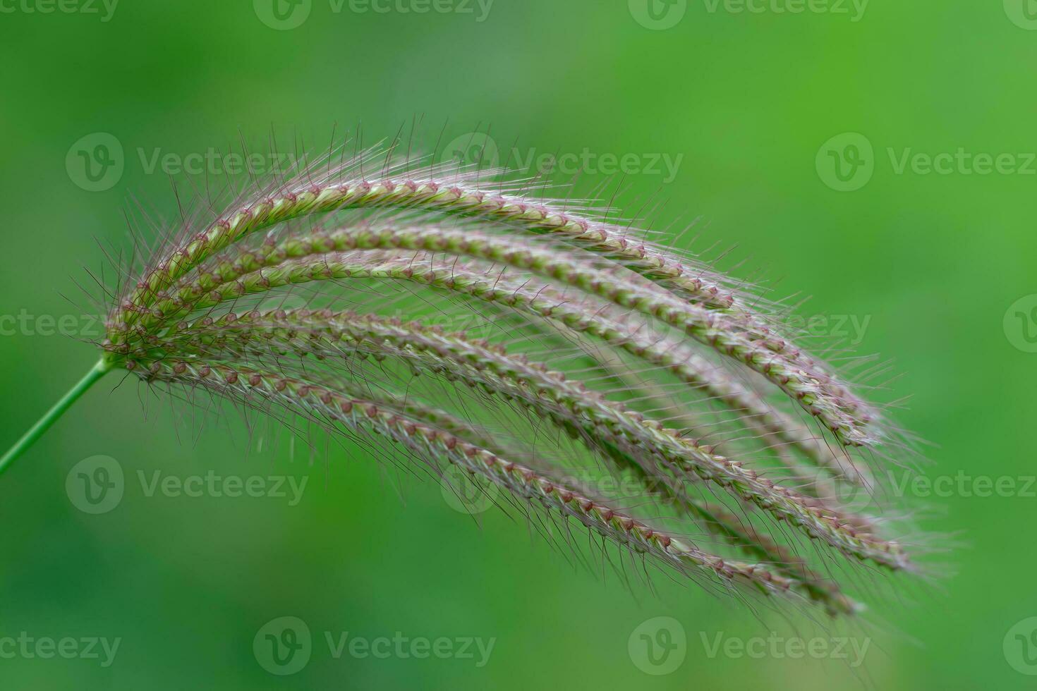 a close up of a grass plant with long, thin stems photo