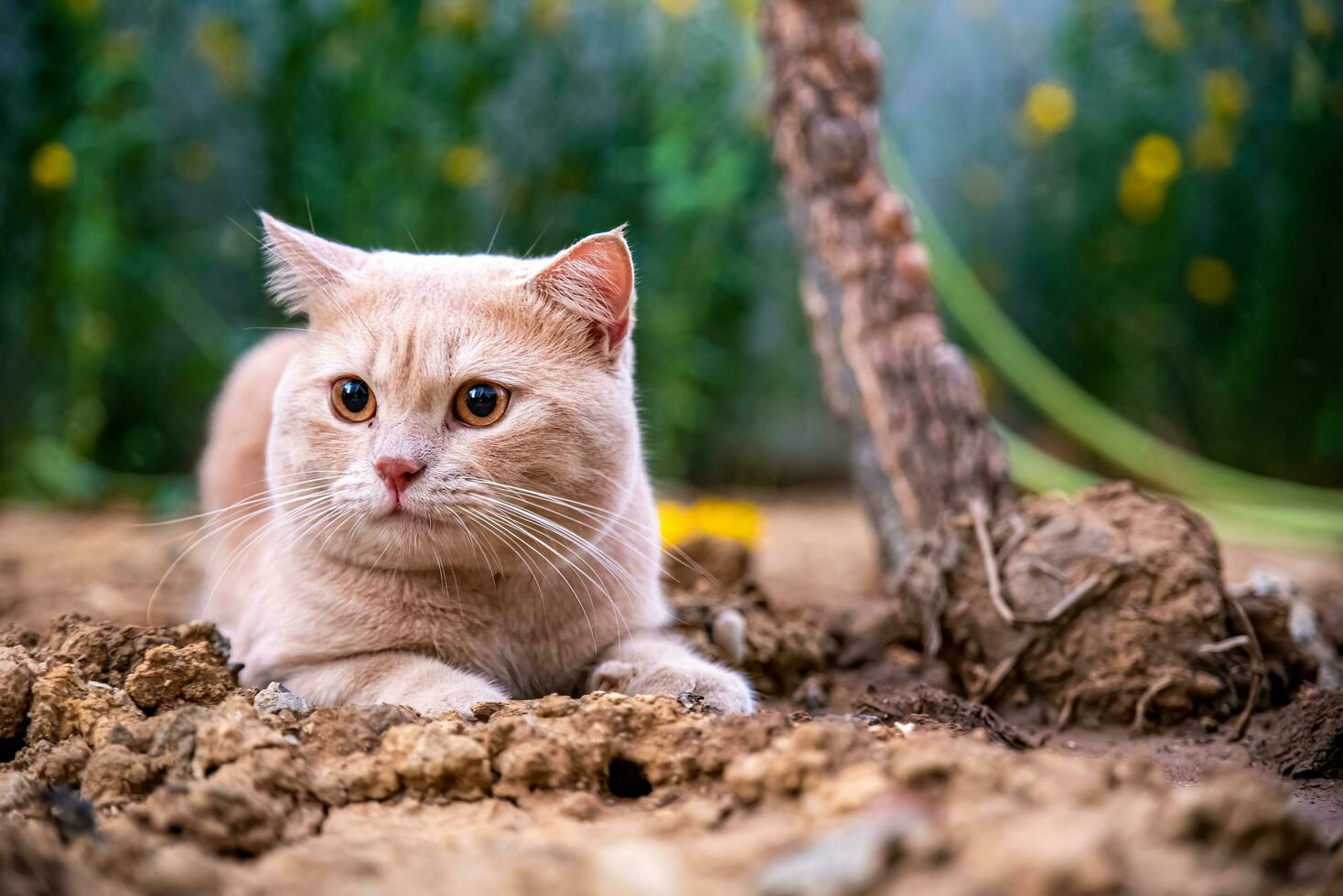 The cat lies on the ground during the evening indoors. barren ground photo