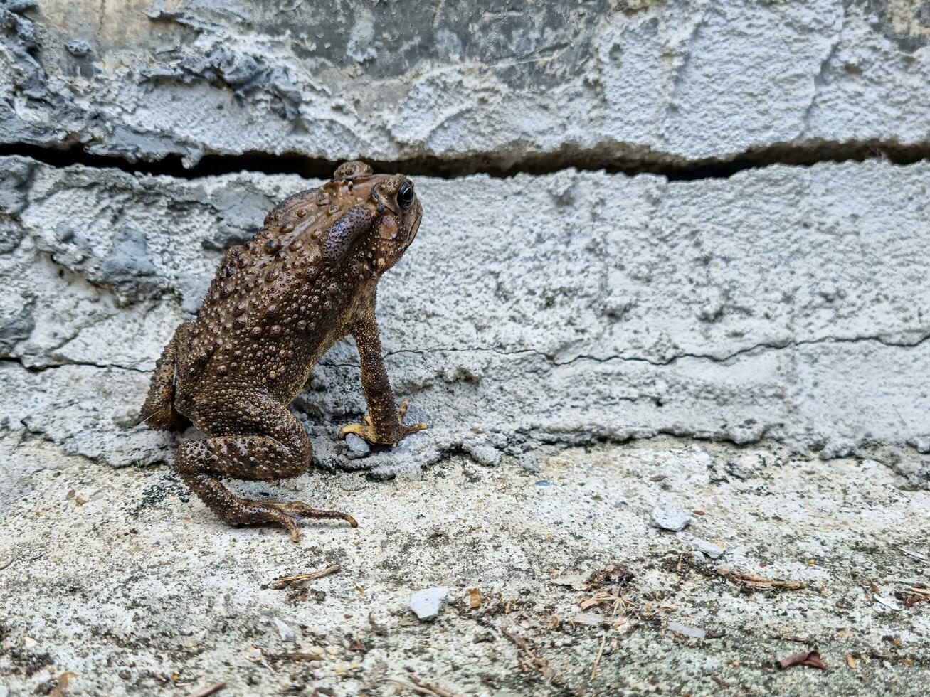 sapos, ranas, ranas toro, piel patrones lata ser claramente visto en el hormigón piso, detrás cuales es un agrietado pared. foto