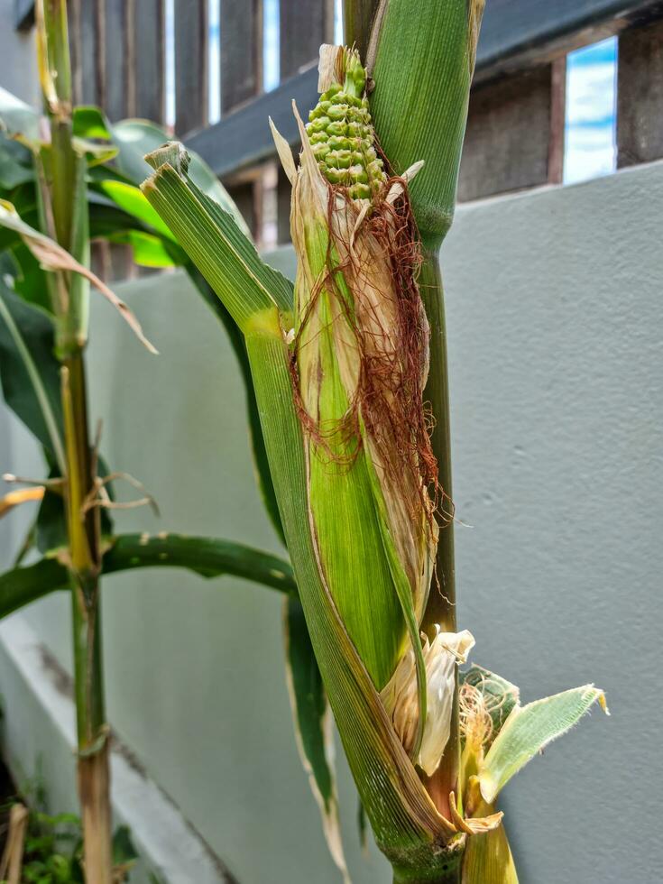 Ripe ear of corn, green kernels, not yet yellow, on a corn stalk, in the garden, along the fence, outdoors photo