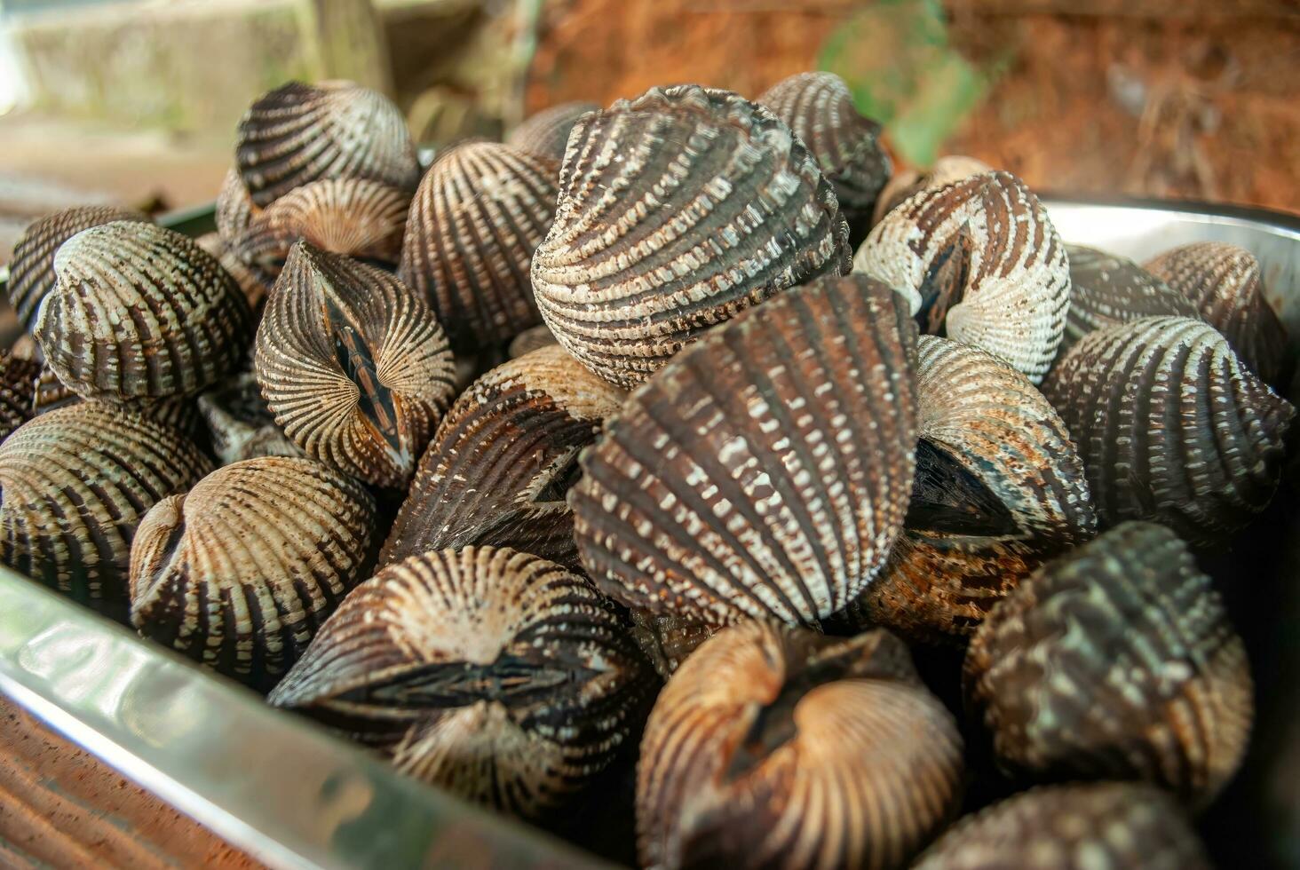 Boiled cockle or scallop, fresh, unshelled, large clams, close-up, steamed baby clams photo