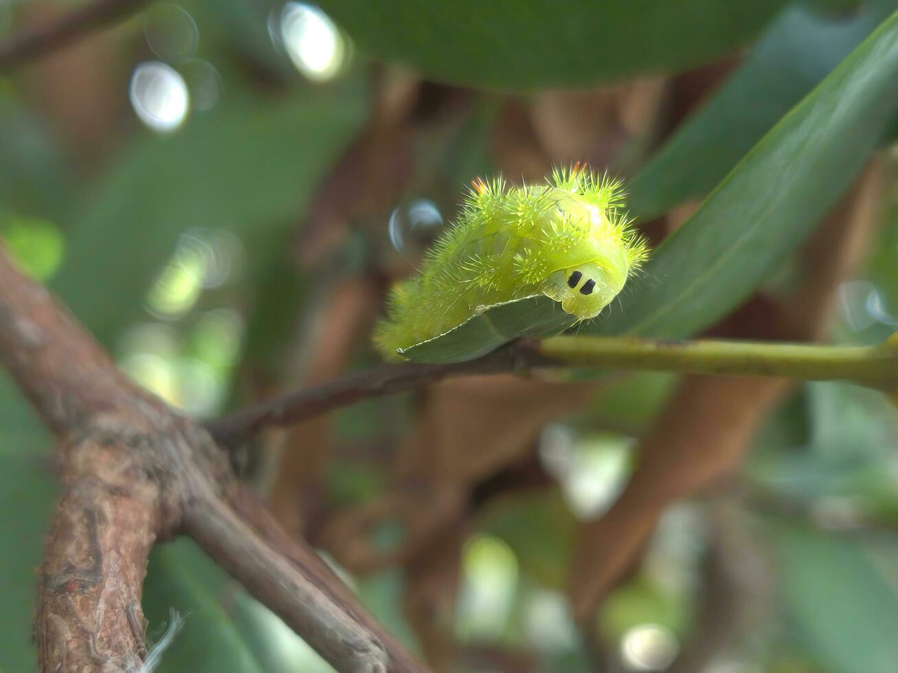 Worm or Green caterpillar. There are eyeballs eating leaves. are insect pests destroy farmer's productivity photo