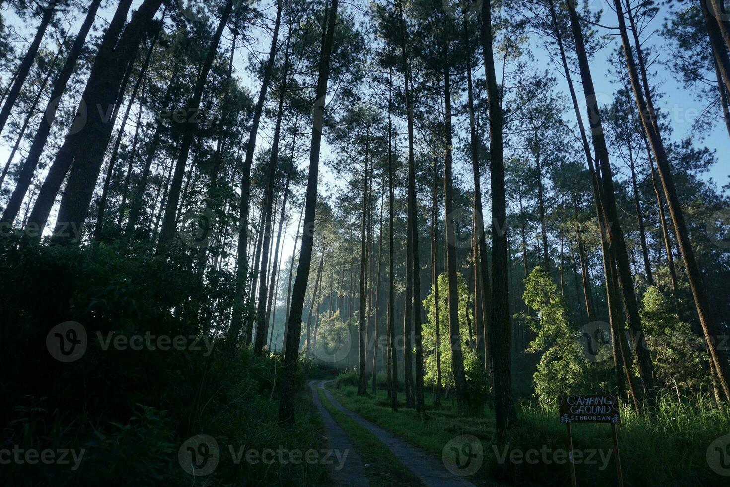 Nature of Indonesia photo