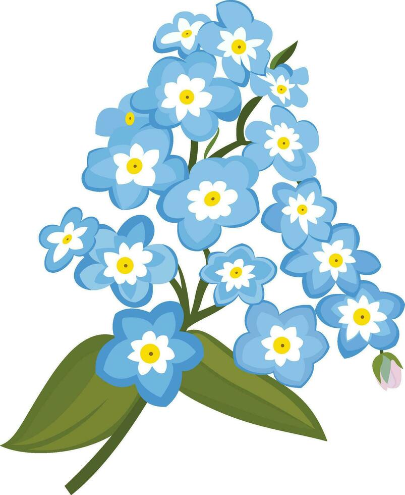 forget me not flower vector illustration, Myosotis or disambiguation, Armenia national flower vector image
