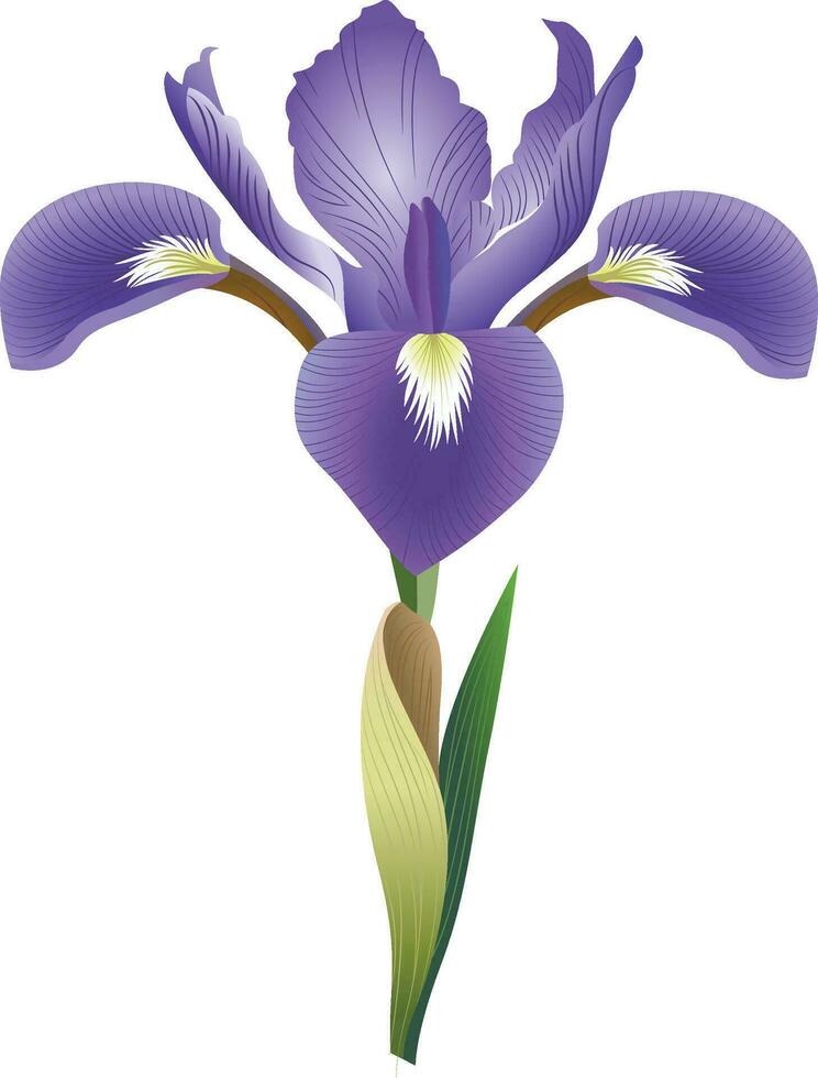 Iris tectorum flower vector image ,roof iris, Japanese roof iris and wall iris , Algeria national flower vector illustration