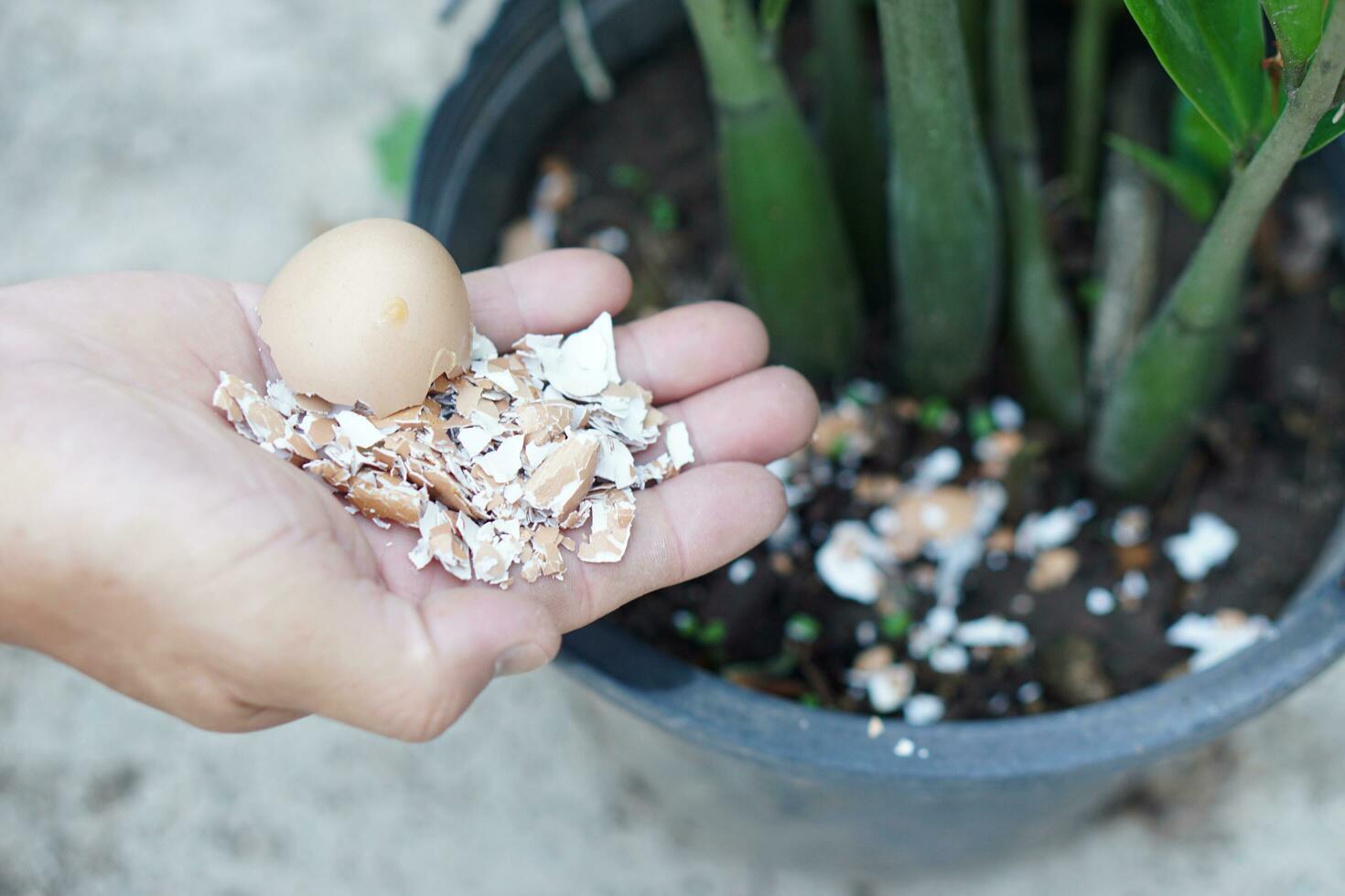 Hands hold egg shell, food scraps to fertilize plants. Concept, kitchen waste management, making compost from organic garbage. Environment conservation. Home composting . photo