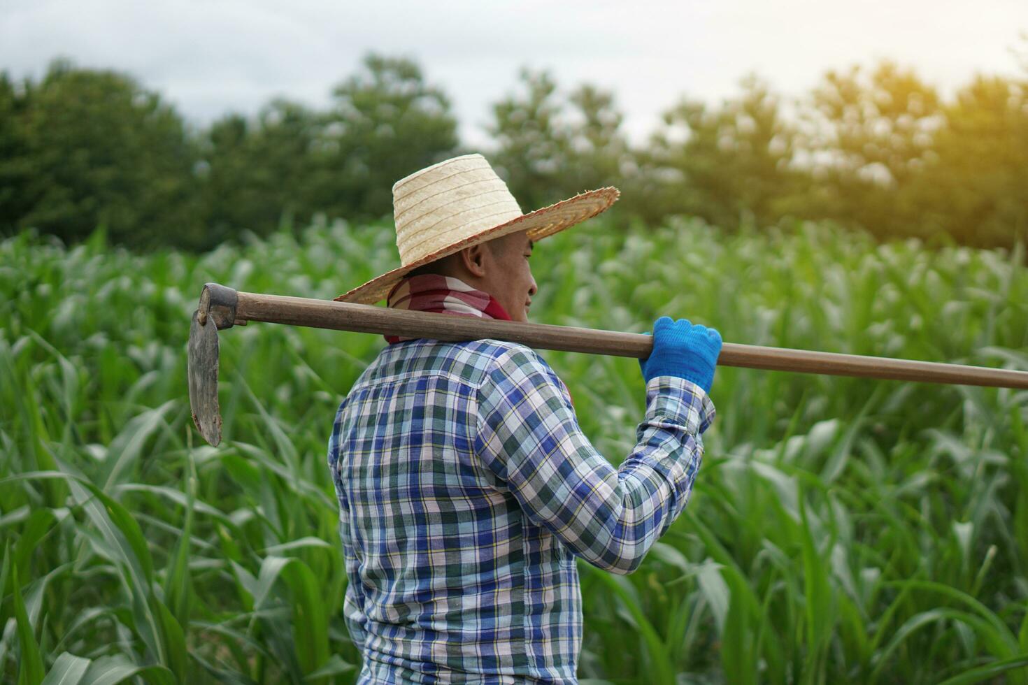 asiático hombre granjero es a agricultura tierra, usa sombrero, azul tartán camisa, sostiene un azada en hombro. concepto orgánico agricultura. No químico. utilizando tradicional manual herramienta en lugar de utilizar herbicida. foto