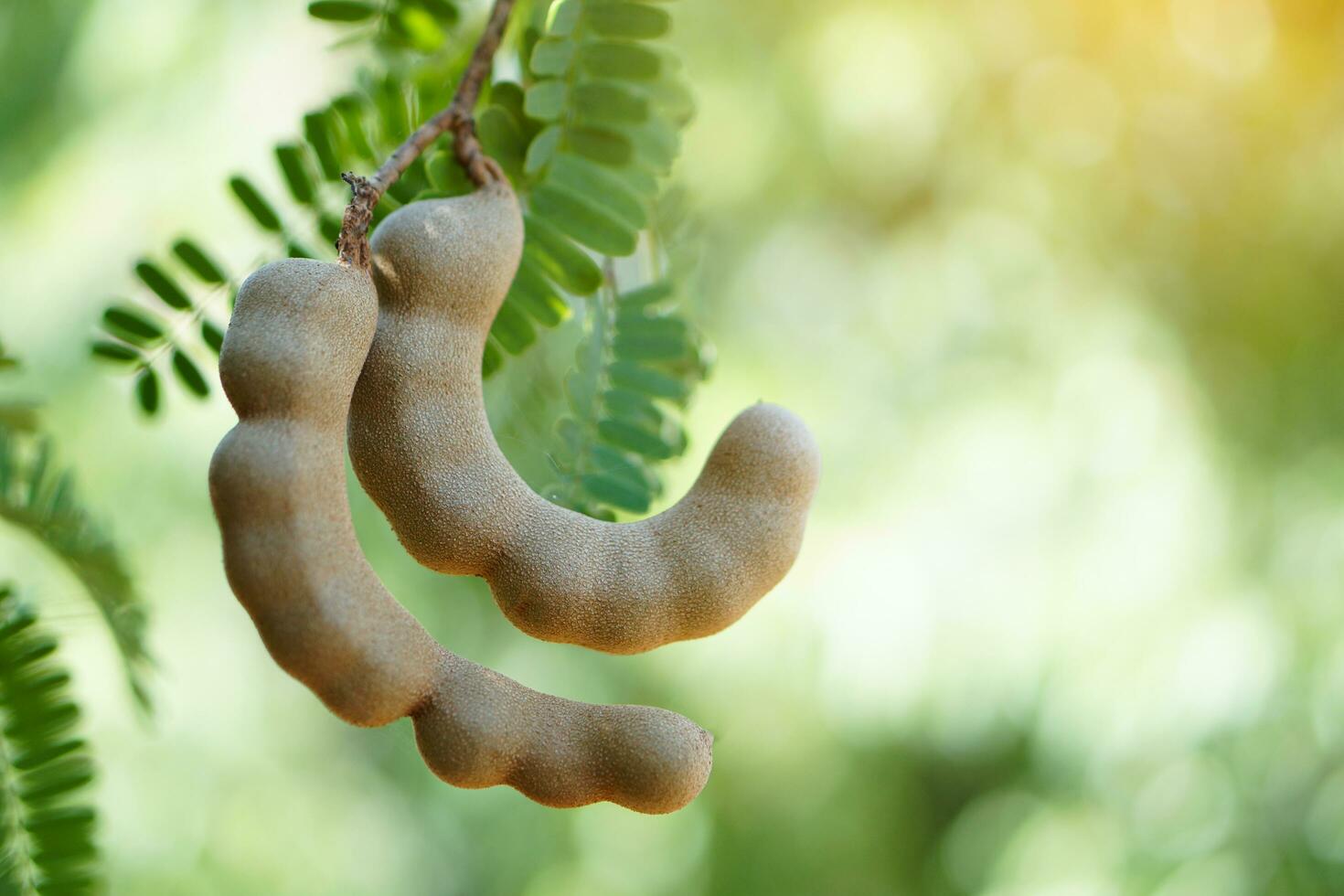 Fresh organic raw Tamarind fruits on branch tree. Agricultural crops of Thai farmers that can grow in many areas of Thailand. This photo is tamarinds in garden, Nan Province.