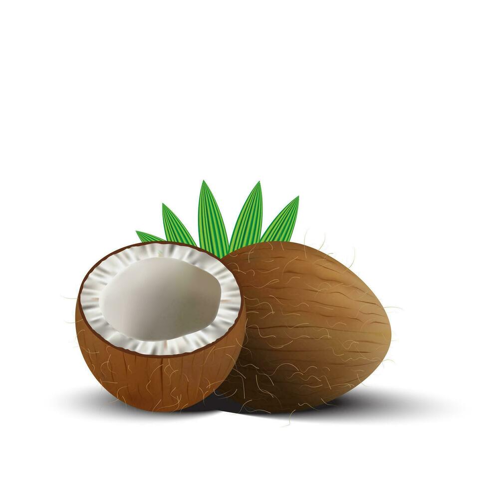 3D realistic isolated vector set of whole coconut, coconut halves and palm leaves.