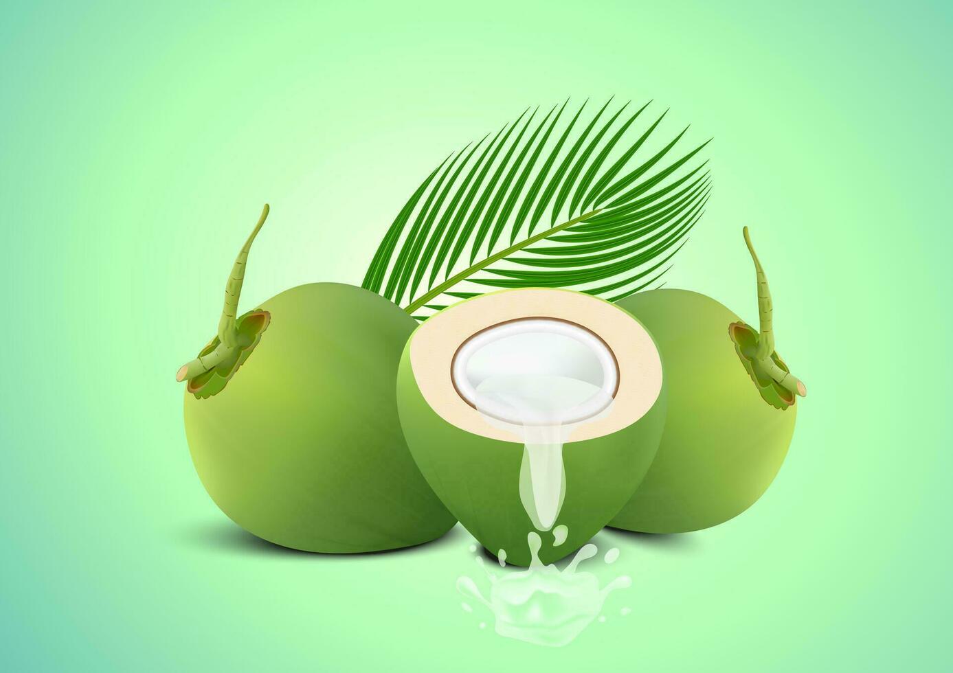 Coconut Water Drink, Green coconut isolated on green background vector. vector
