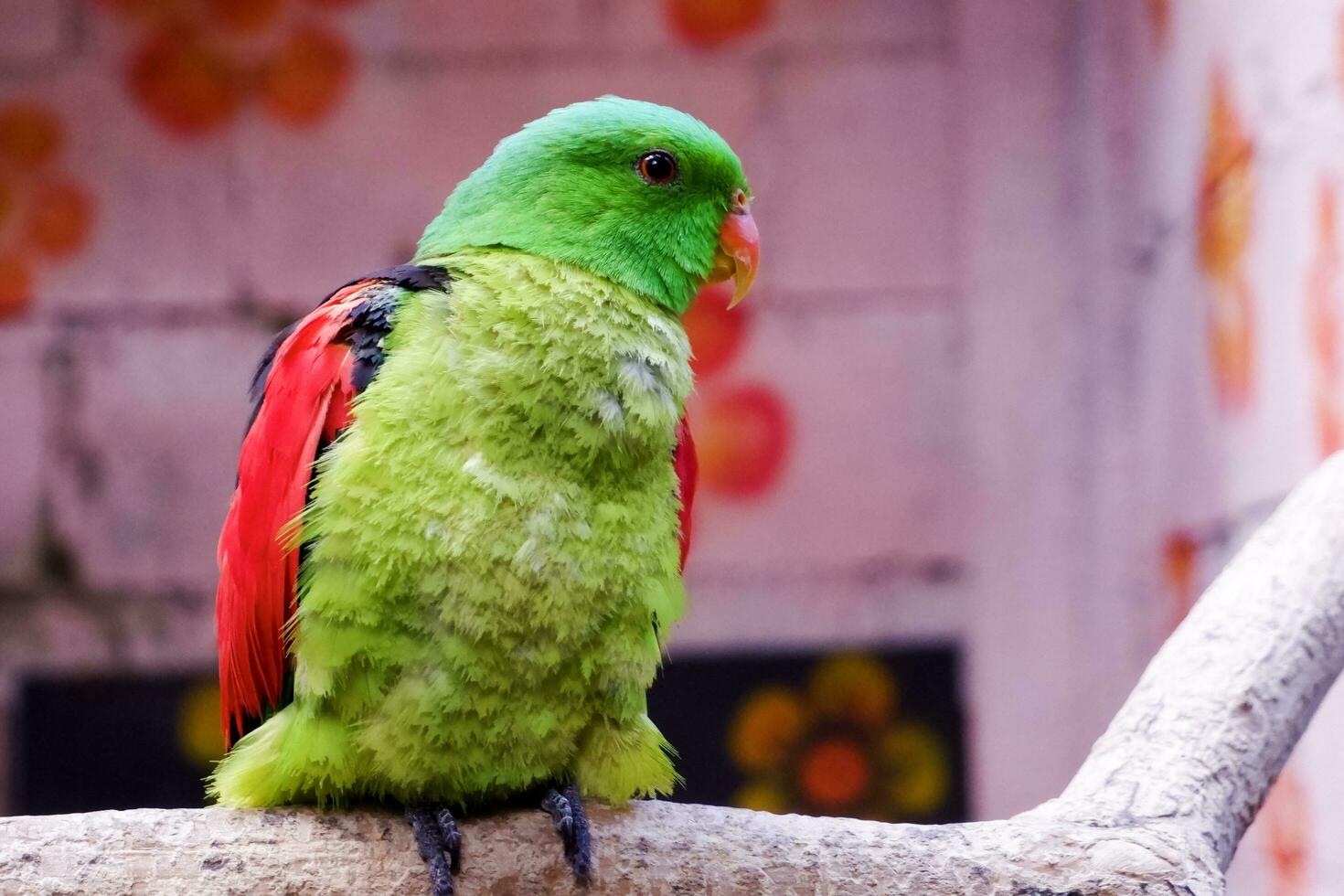 Selective focus of red winged parrot perched in its enclosure in the afternoon. Great for educating children about wild animals. photo