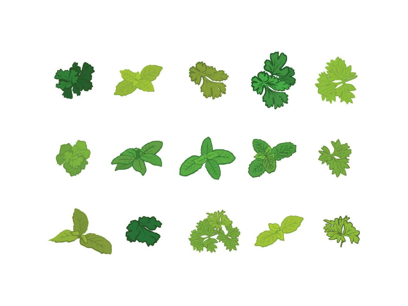 conjunto de verde hierbas hojas vector