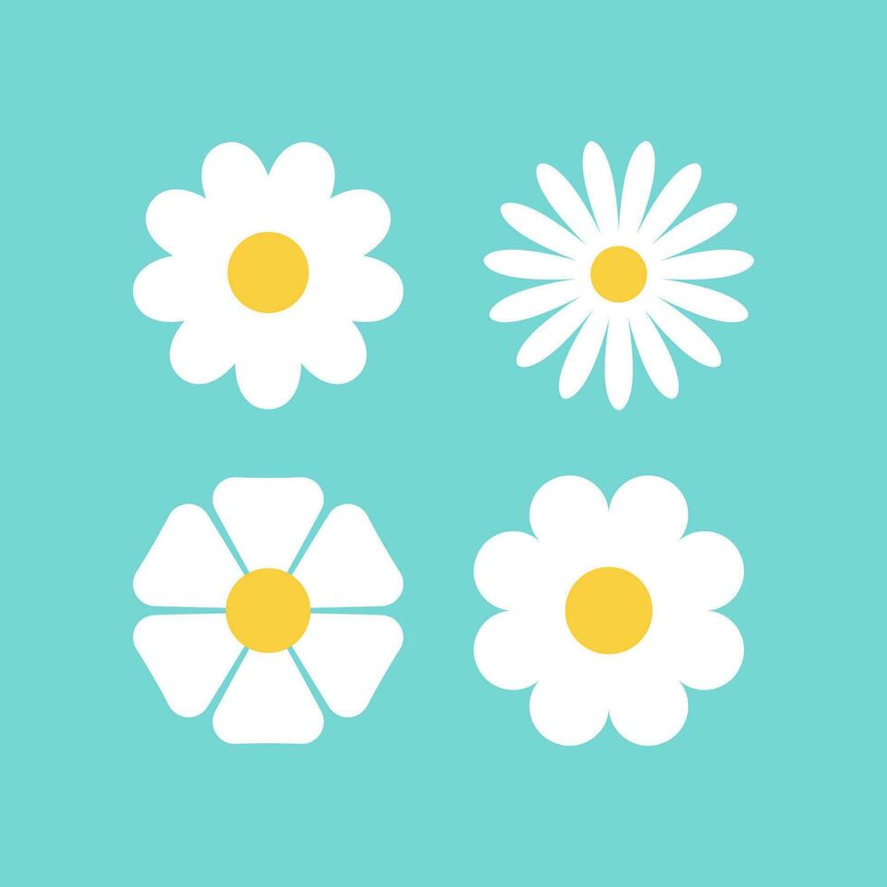 white daisy flower vector