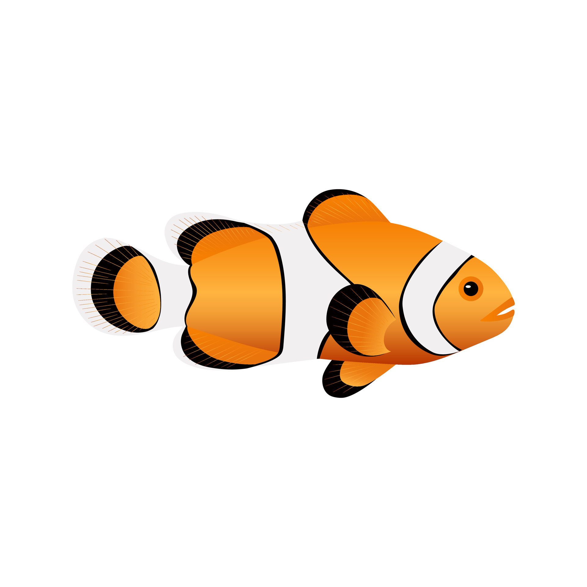 Clown fish isolated on white background. Cute print popular sea fish
