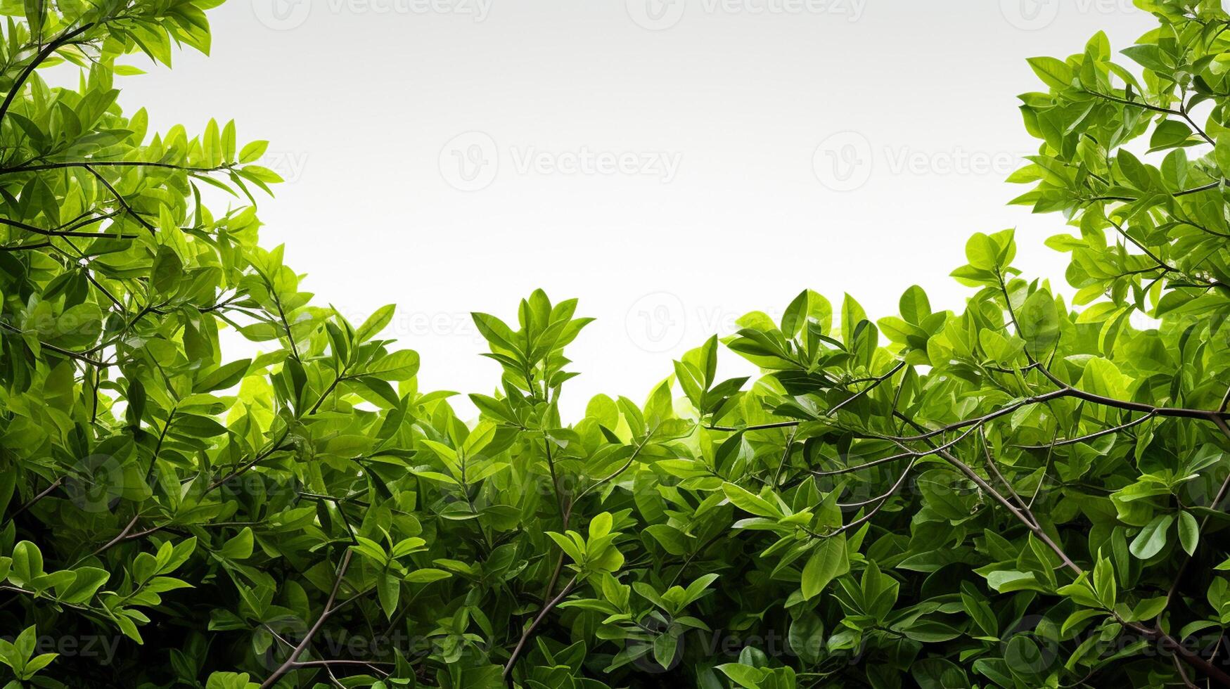 soft green tree branches on white background with copy space photo