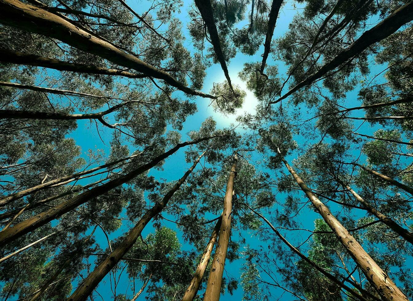 Nature green landscape sky background photo