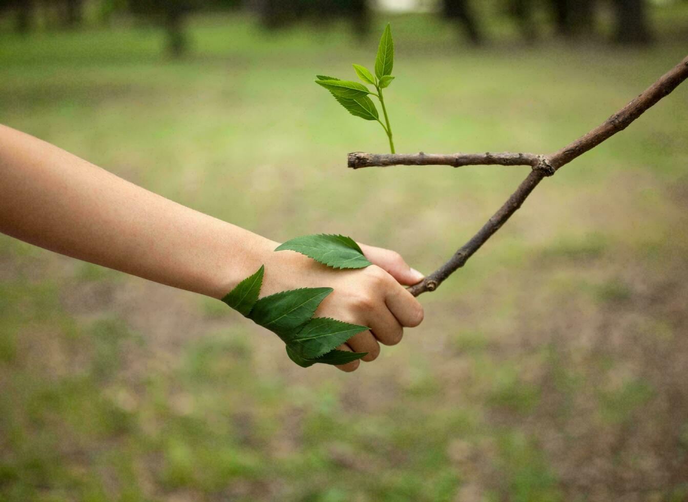 naturaleza verde paisaje cielo antecedentes foto