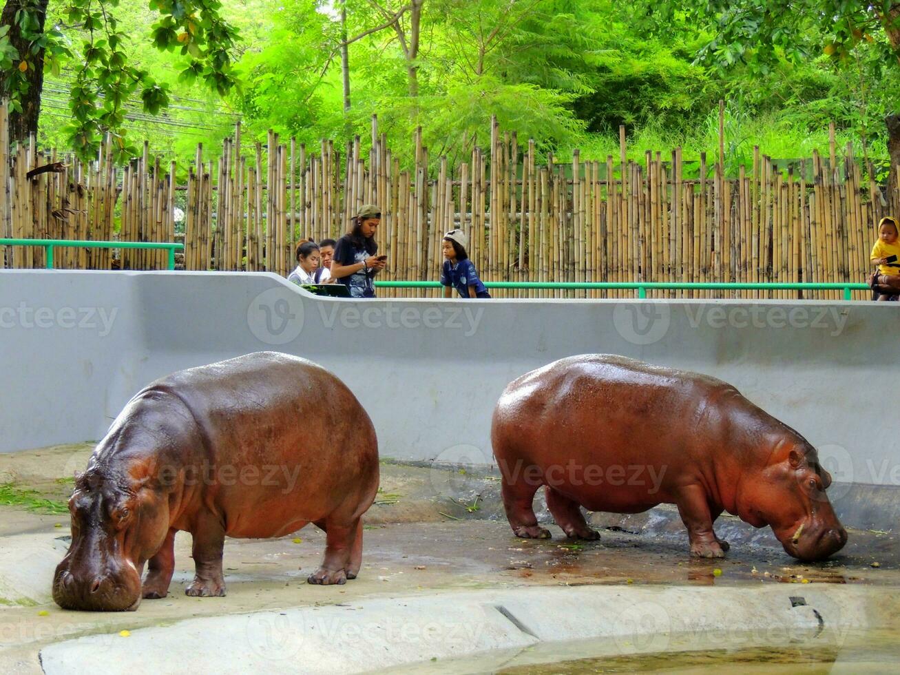 Two hippopotamus at Khao Din Zoo or Dusit Zoo, Bangkok, Thailand photo