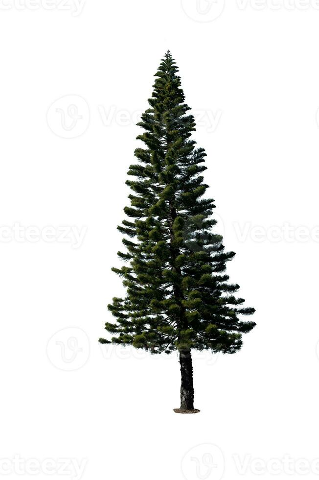 Festive Pine Tree Isolated on White Background Perfect for Christmas and Landscape Gardening photo