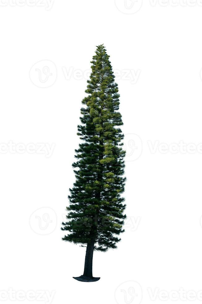 Festive Pine Tree Isolated on White Background Perfect for Christmas and Landscape Gardening photo