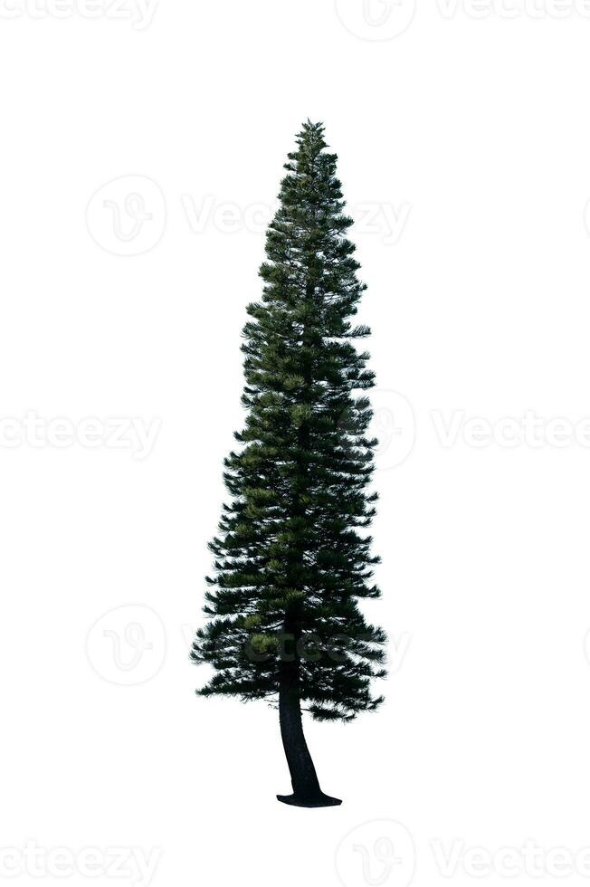 Festive Pine Tree Isolated on White Background Perfect for Christmas and Landscape Gardening photo