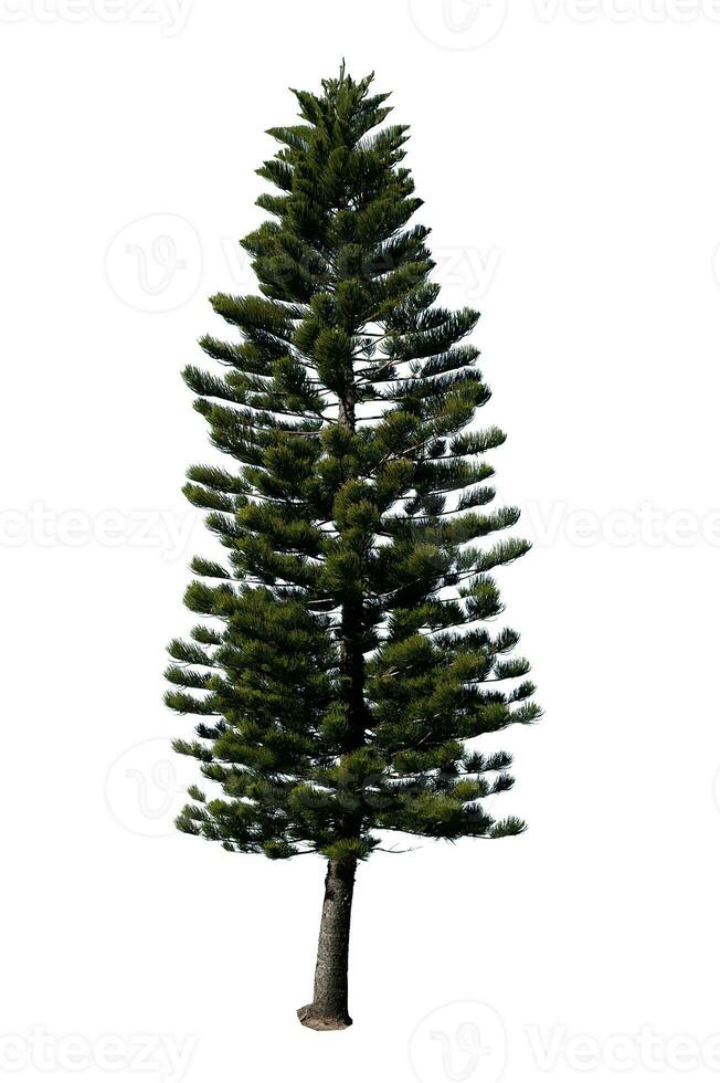 Festive Pine Tree Isolated on White Background Perfect for Christmas and Landscape Gardening photo