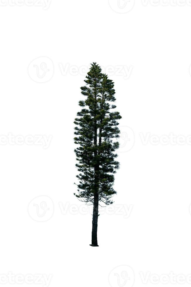 Festive Pine Tree Isolated on White Background Perfect for Christmas and Landscape Gardening photo