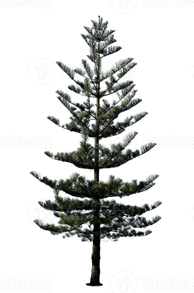 Festive Pine Tree Isolated on White Background Perfect for Christmas and Landscape Gardening photo