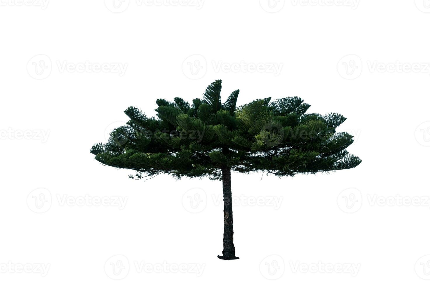 Festive Pine Tree Isolated on White Background Perfect for Christmas and Landscape Gardening photo