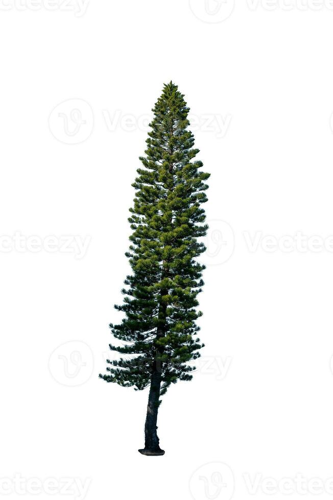 Festive Pine Tree Isolated on White Background Perfect for Christmas and Landscape Gardening photo