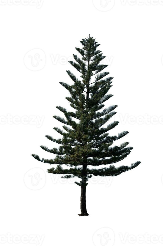 Festive Pine Tree Isolated on White Background Perfect for Christmas and Landscape Gardening photo