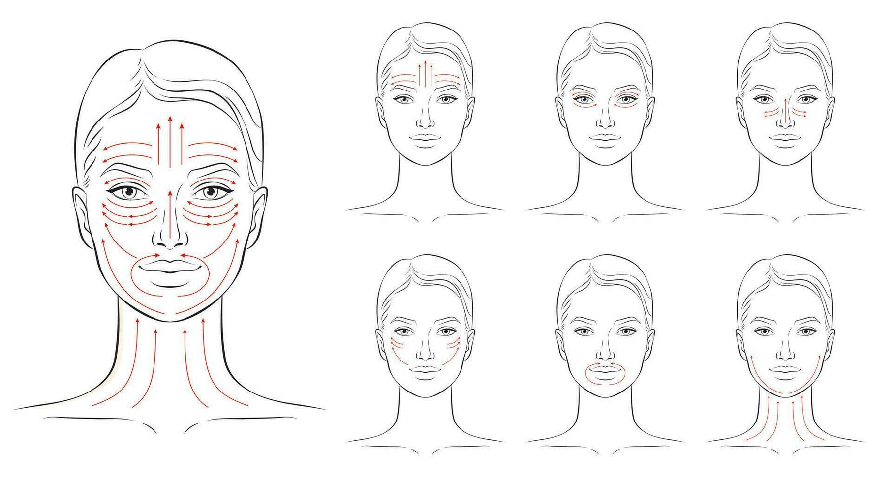 Face massage lines. Facial massage instructions, vector illustration