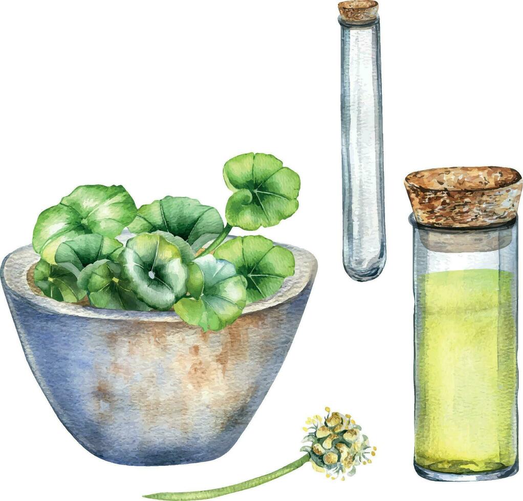 Centella asiatica, essential oils, stone bowl watercolor illustration isolated on white. Stone mortar, glass flask, test tube, gotu kola, cola hand drawn. Design element for package, label, wrapping vector