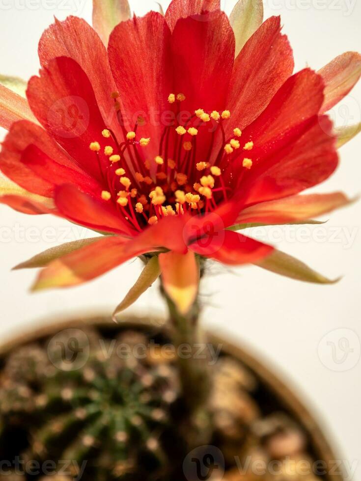 Red color delicate petal with fluffy hairy of Echinopsis Cactus flower photo