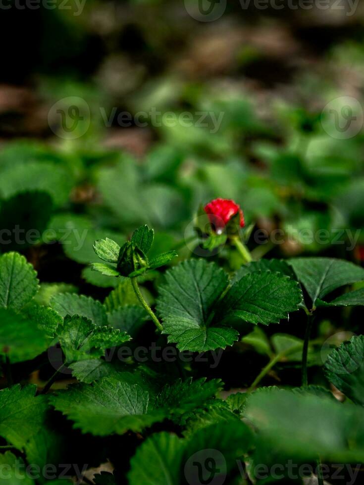 la planta de fresa simulada para cubrir el suelo en el jardín foto