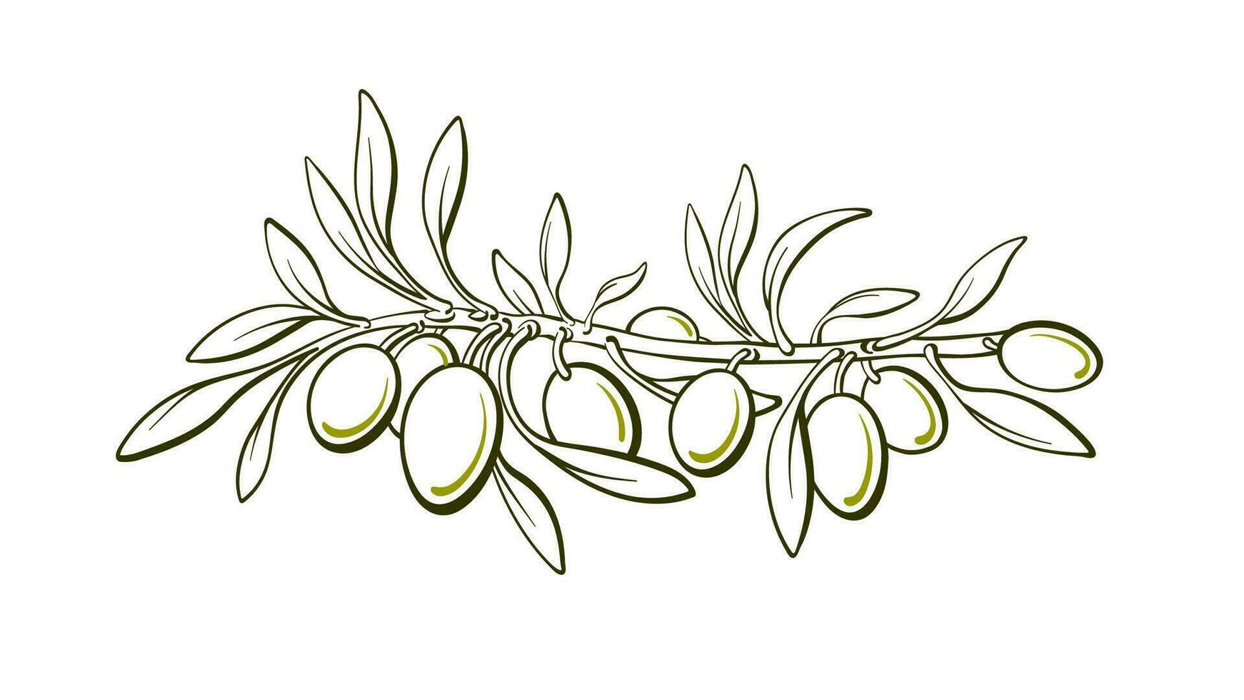 Olive art line symbol. Graphic sketch vector