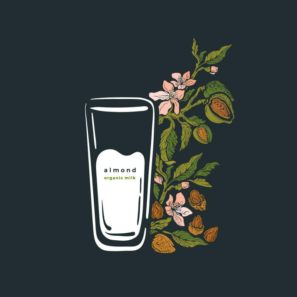 Almond plant and glass of milk  Vector branch, nut