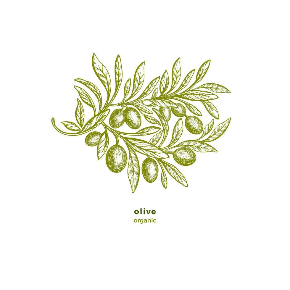 Olive branch, leaf. Graphic greek label. Vector