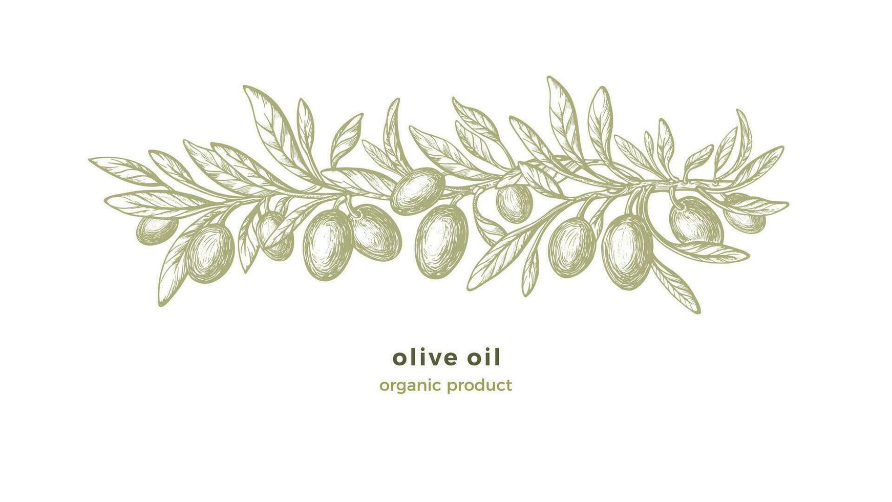 Olive sketch pattern Vector hand draw illustration