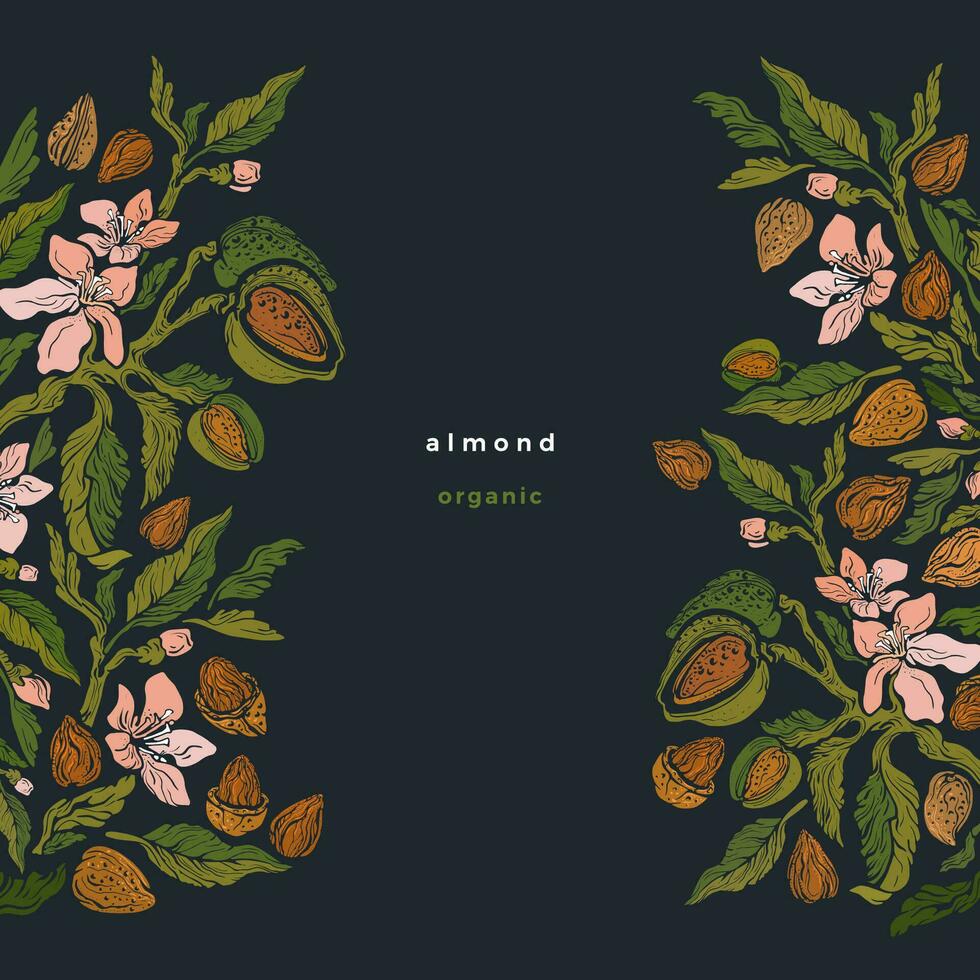 Almond nuts, plant border Vector floral background