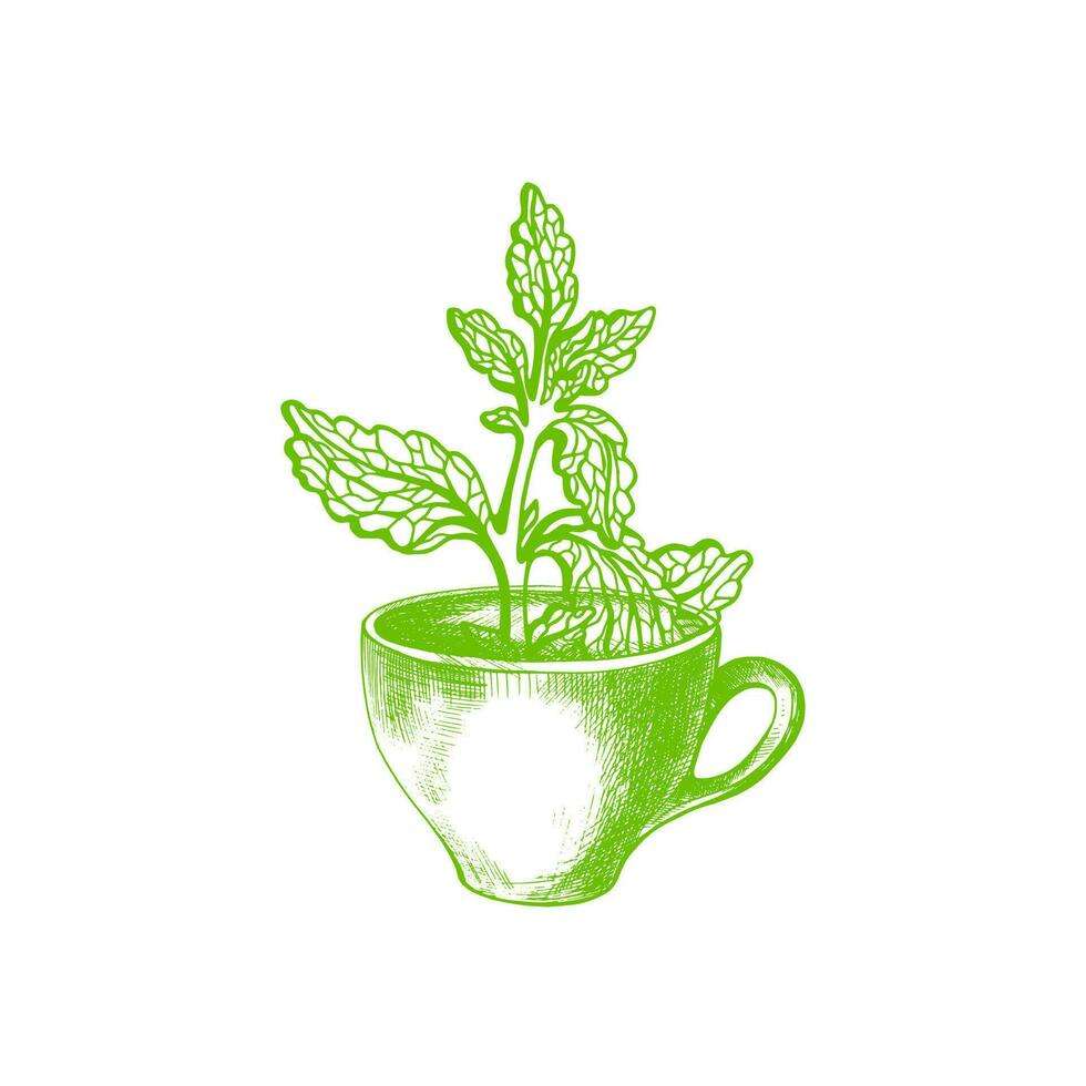Stevia symbol. Vector sweet plant and cup. Organic