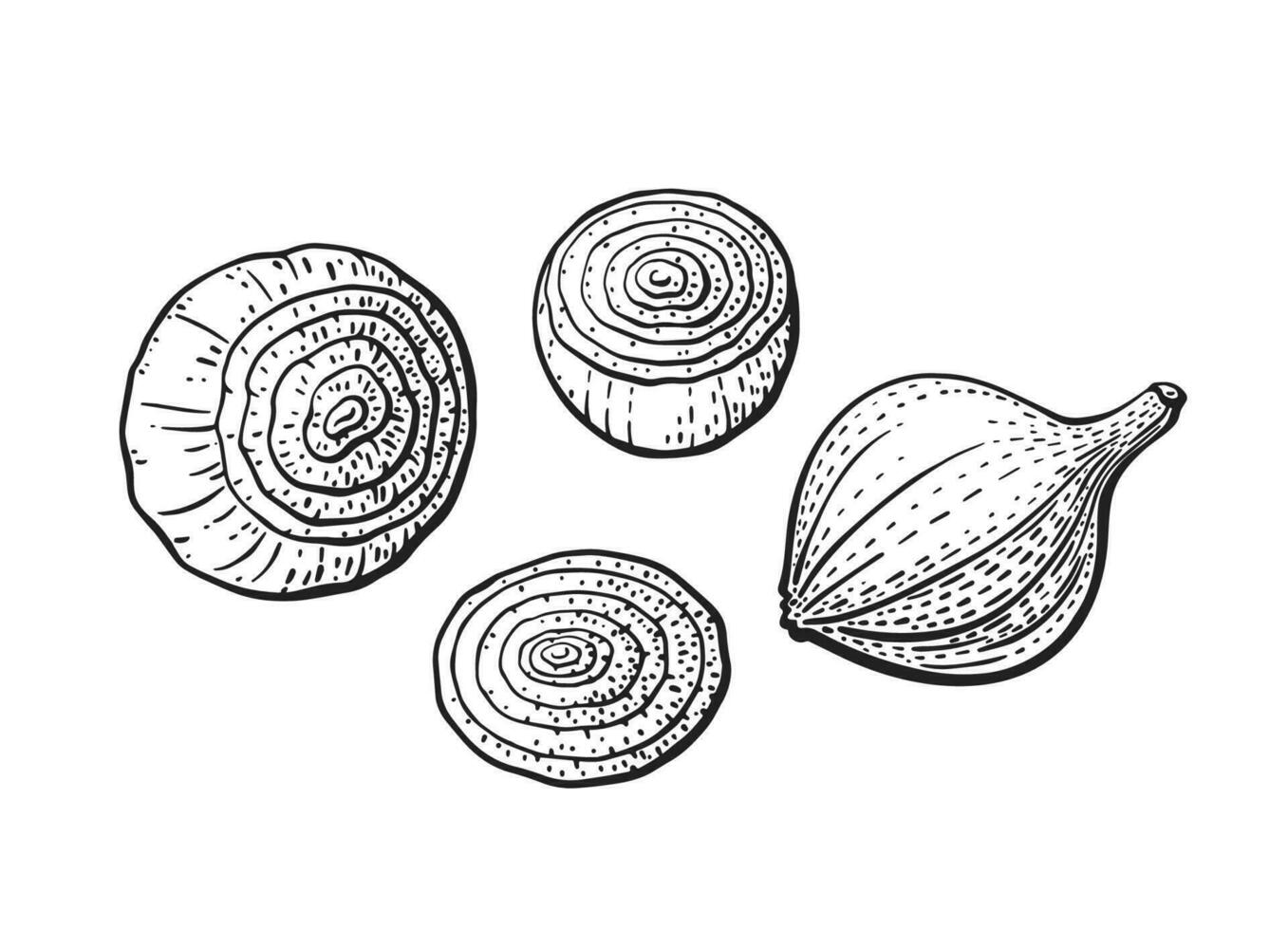 Onion bulb, cut. Vector drawn set. Sketch isolate