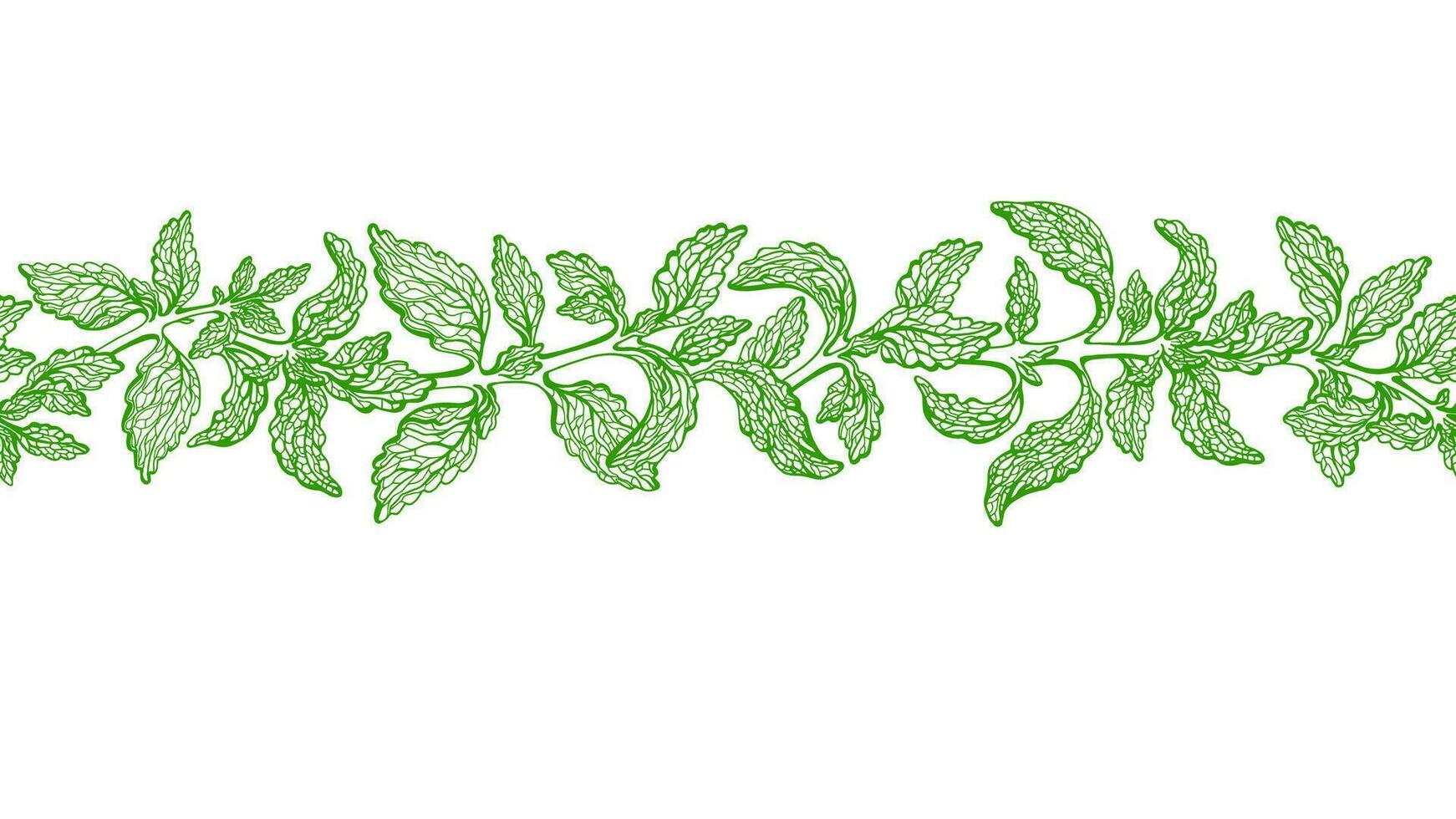 Stevia leaves seamless border. Vector green plant