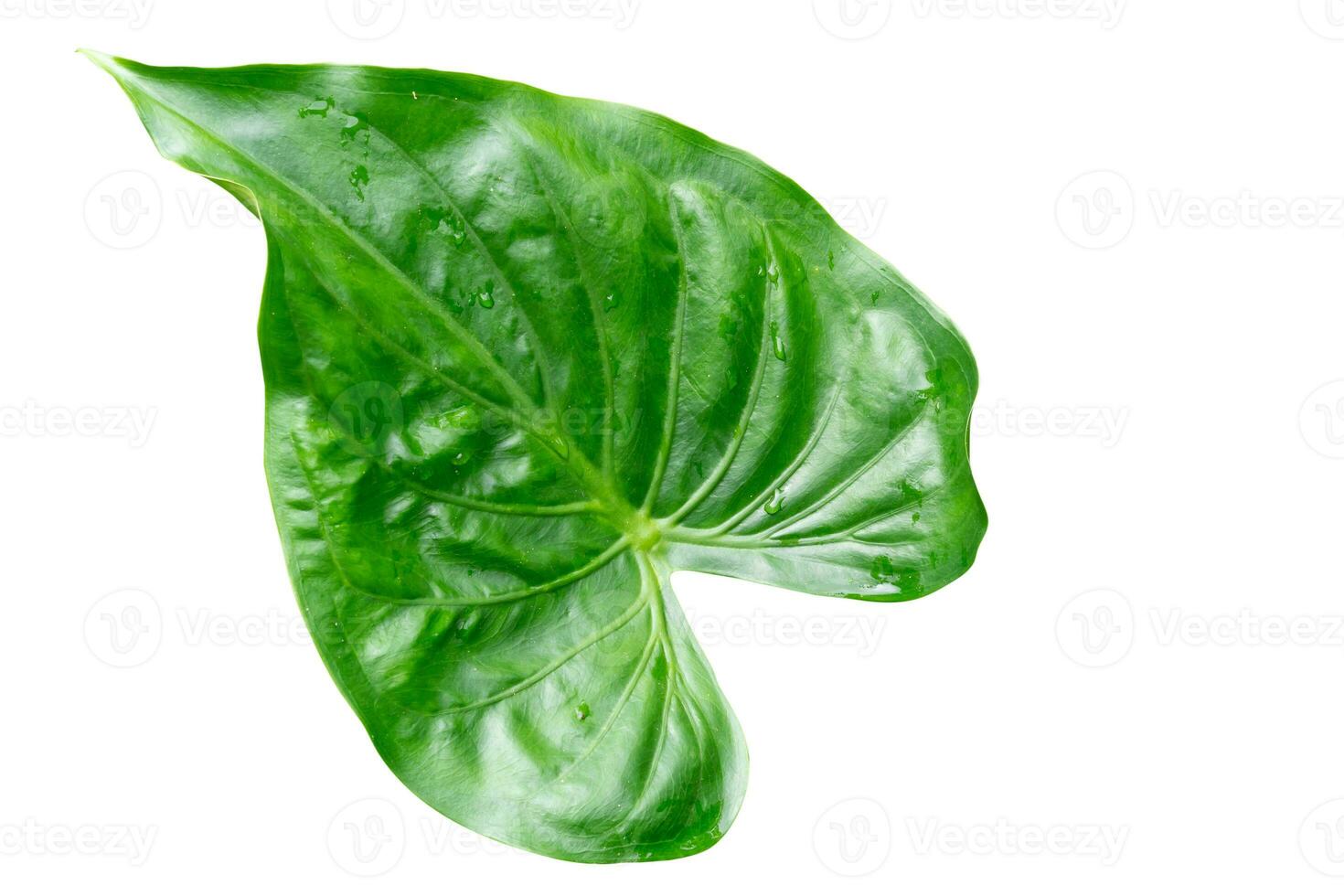 Single beautiful green leave in heart shape isolated on white background with clipping path. photo