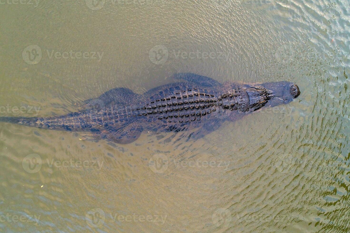 An adult American Alligator photo